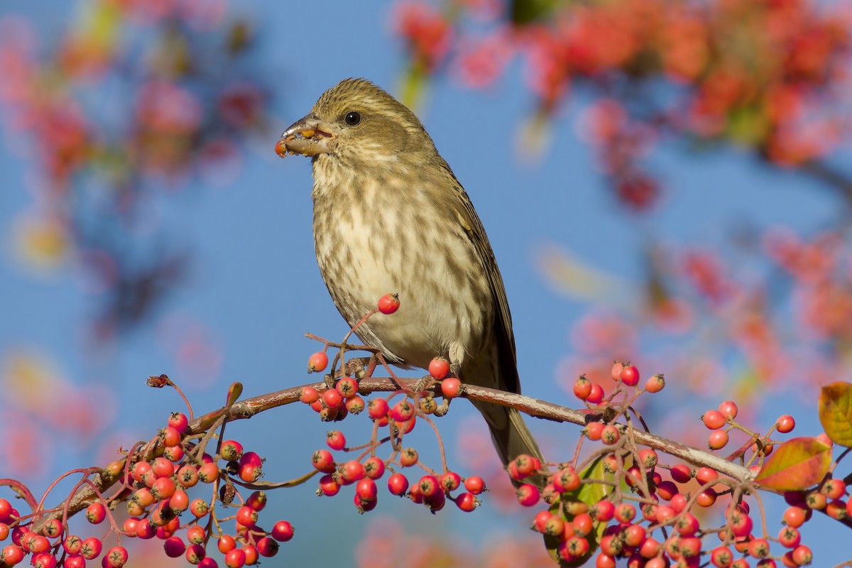 Purple Finch - ML612084410