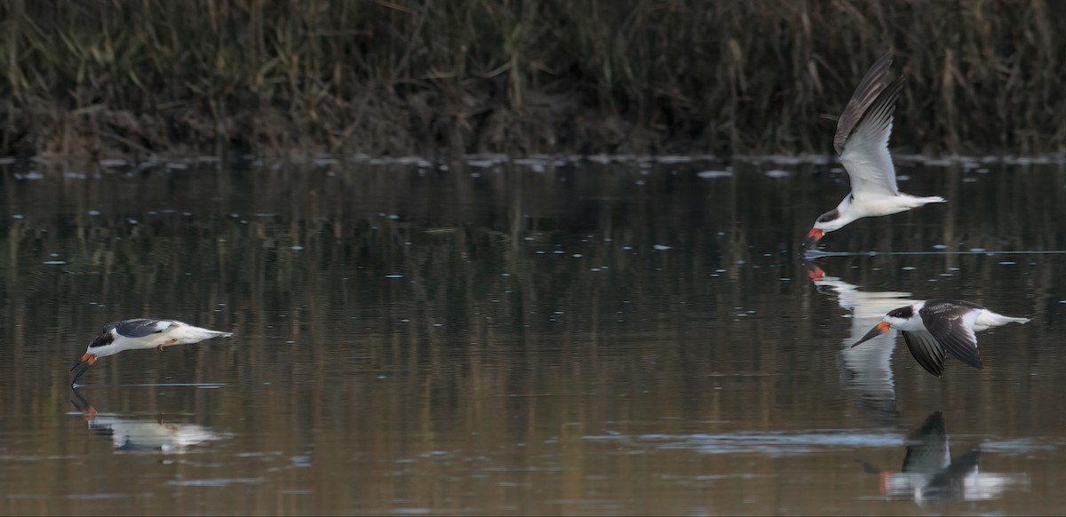 Black Skimmer - ML612084416