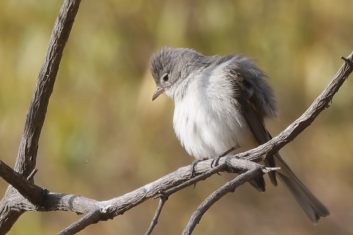 Southern Beardless-Tyrannulet - ML612084541