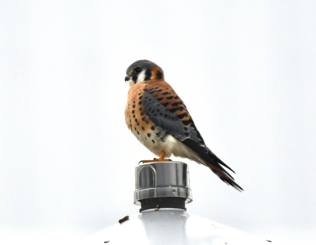 American Kestrel - ML612084545