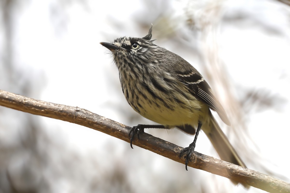 guløyemeisetyrann - ML612084554