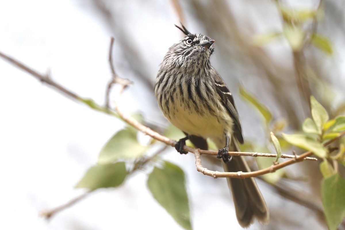 guløyemeisetyrann - ML612084556