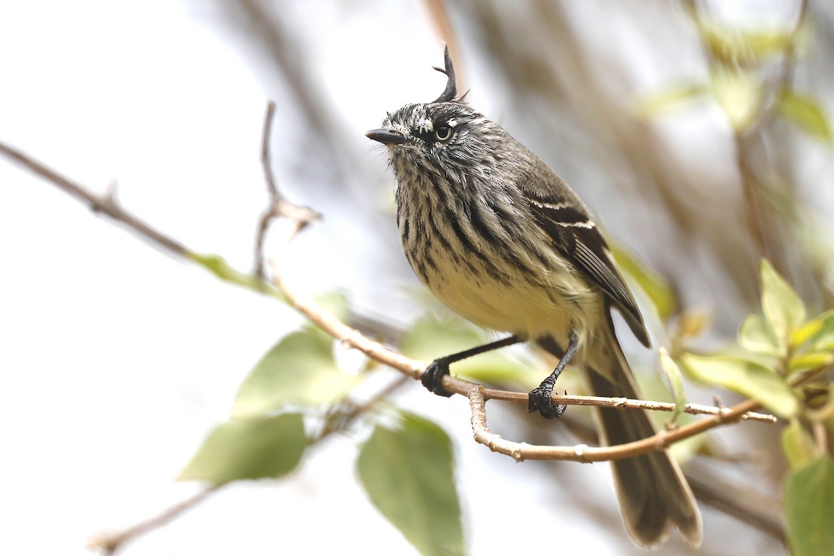 guløyemeisetyrann - ML612084557