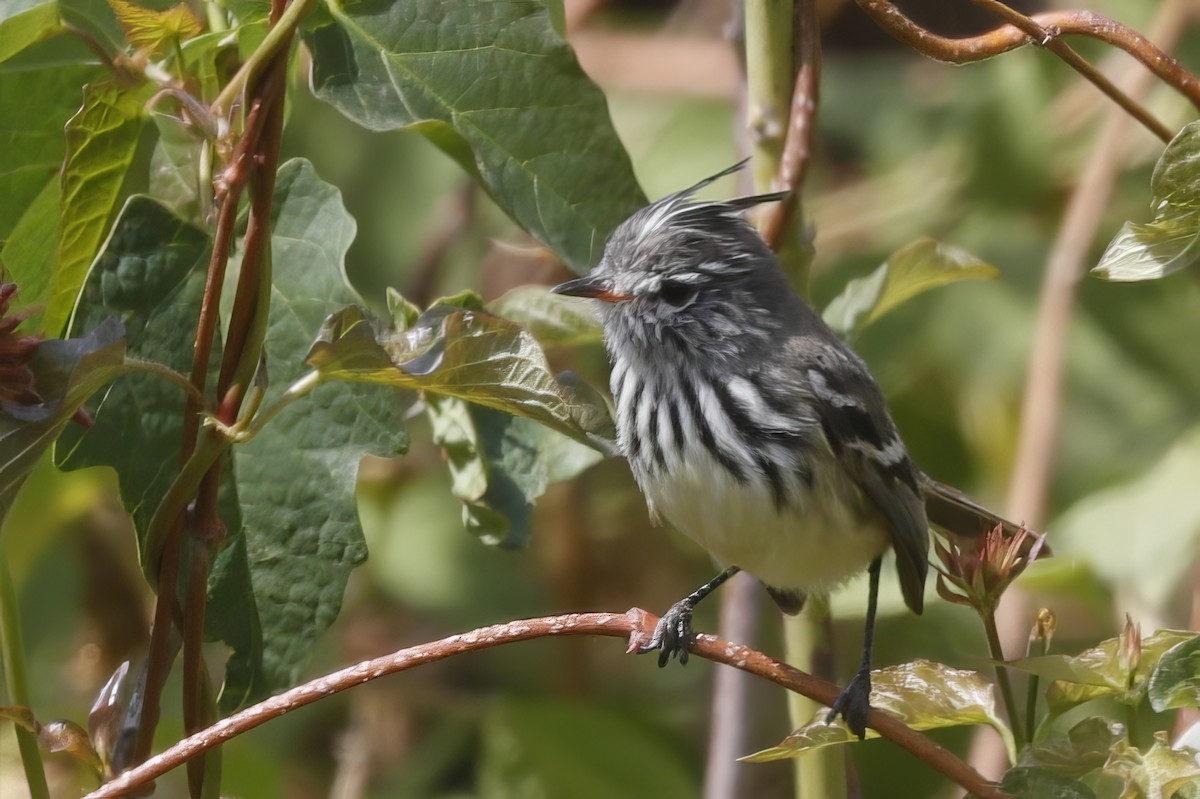 guløyemeisetyrann - ML612084558