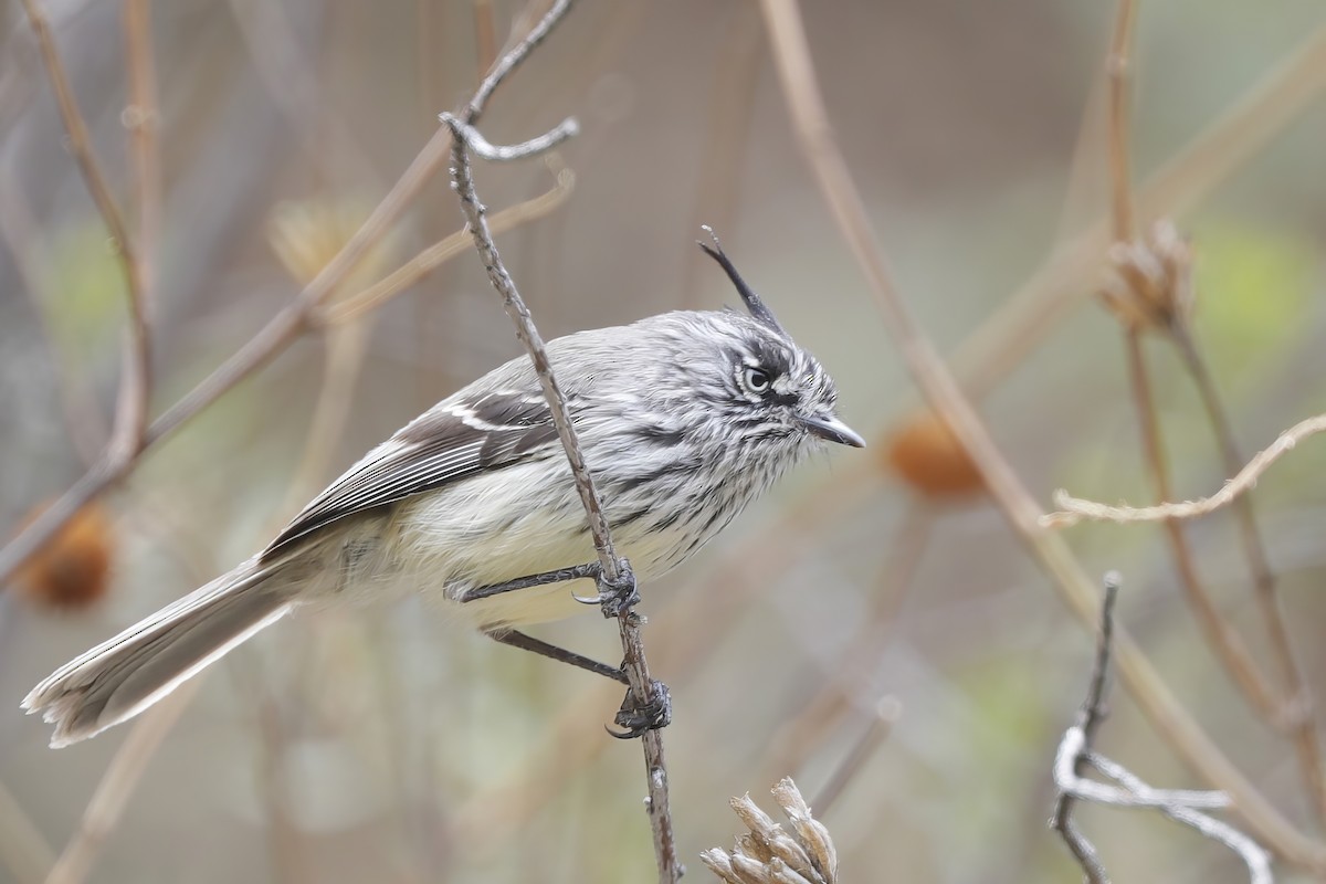 guløyemeisetyrann - ML612084560