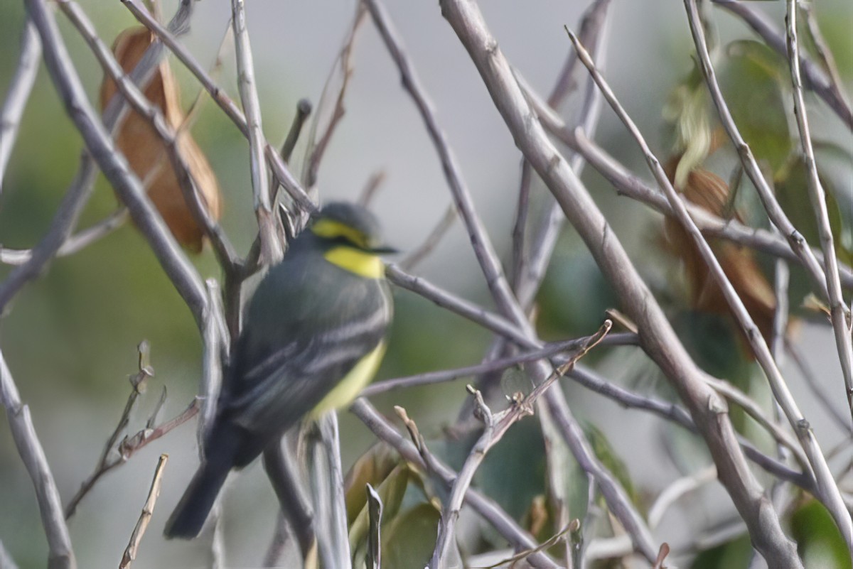 Yellow-browed Tyrant - ML612084595