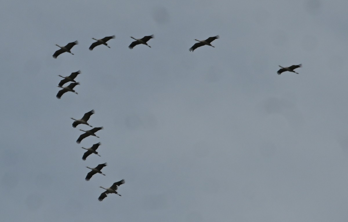 Хархираа тогоруу - ML612084612