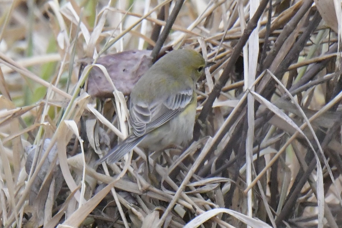 Pine Warbler - ML612084626