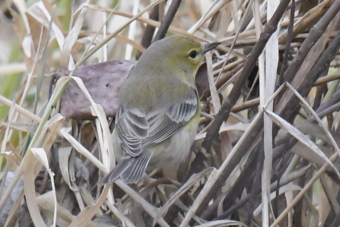 Pine Warbler - ML612084627