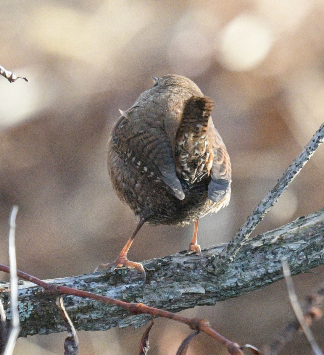 Winter Wren - ML612084713