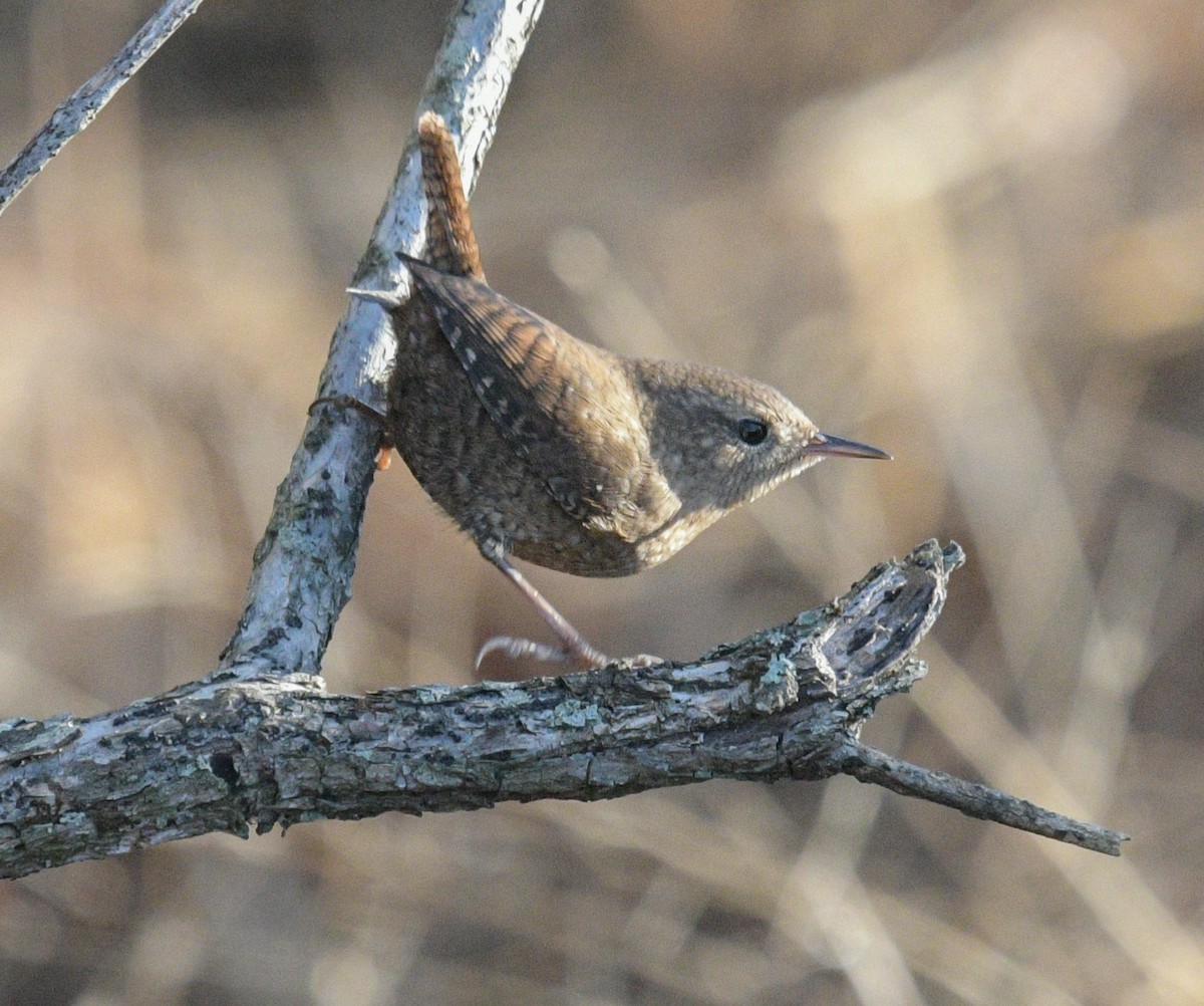 Winter Wren - ML612084714