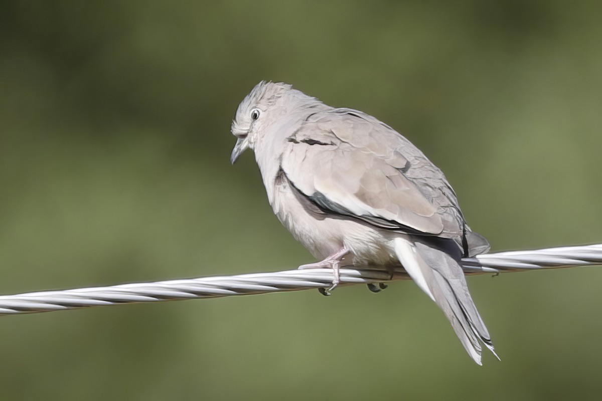 Picui Ground Dove - ML612084833