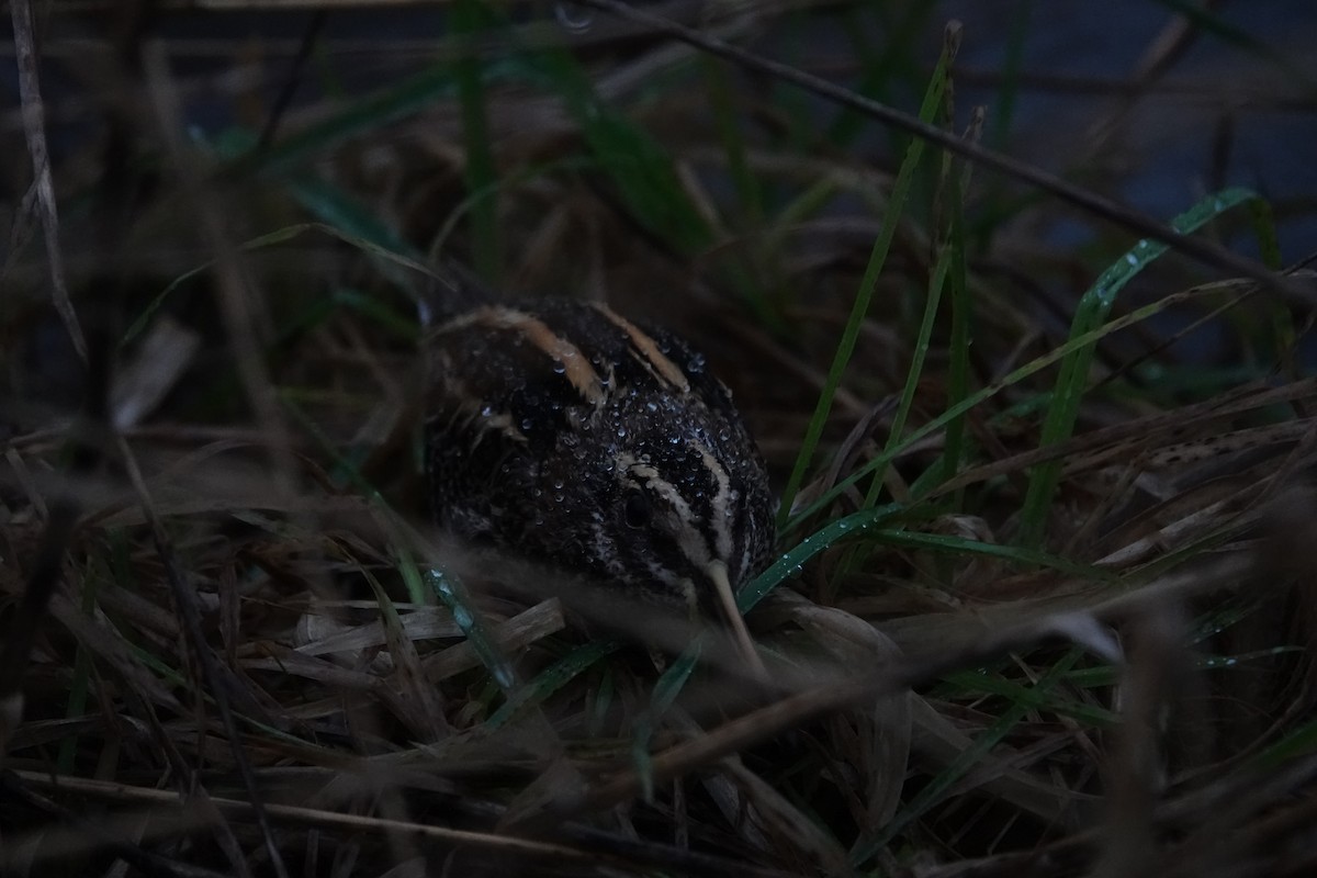 Jack Snipe - ML612084892