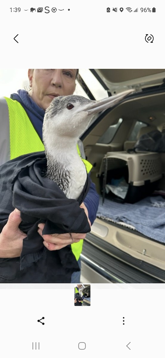 Red-throated Loon - ML612084961