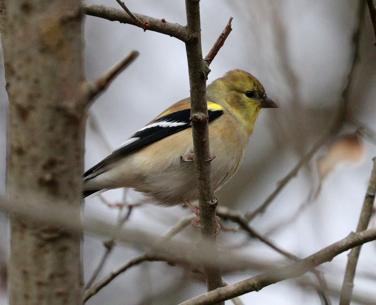 American Goldfinch - ML612084979