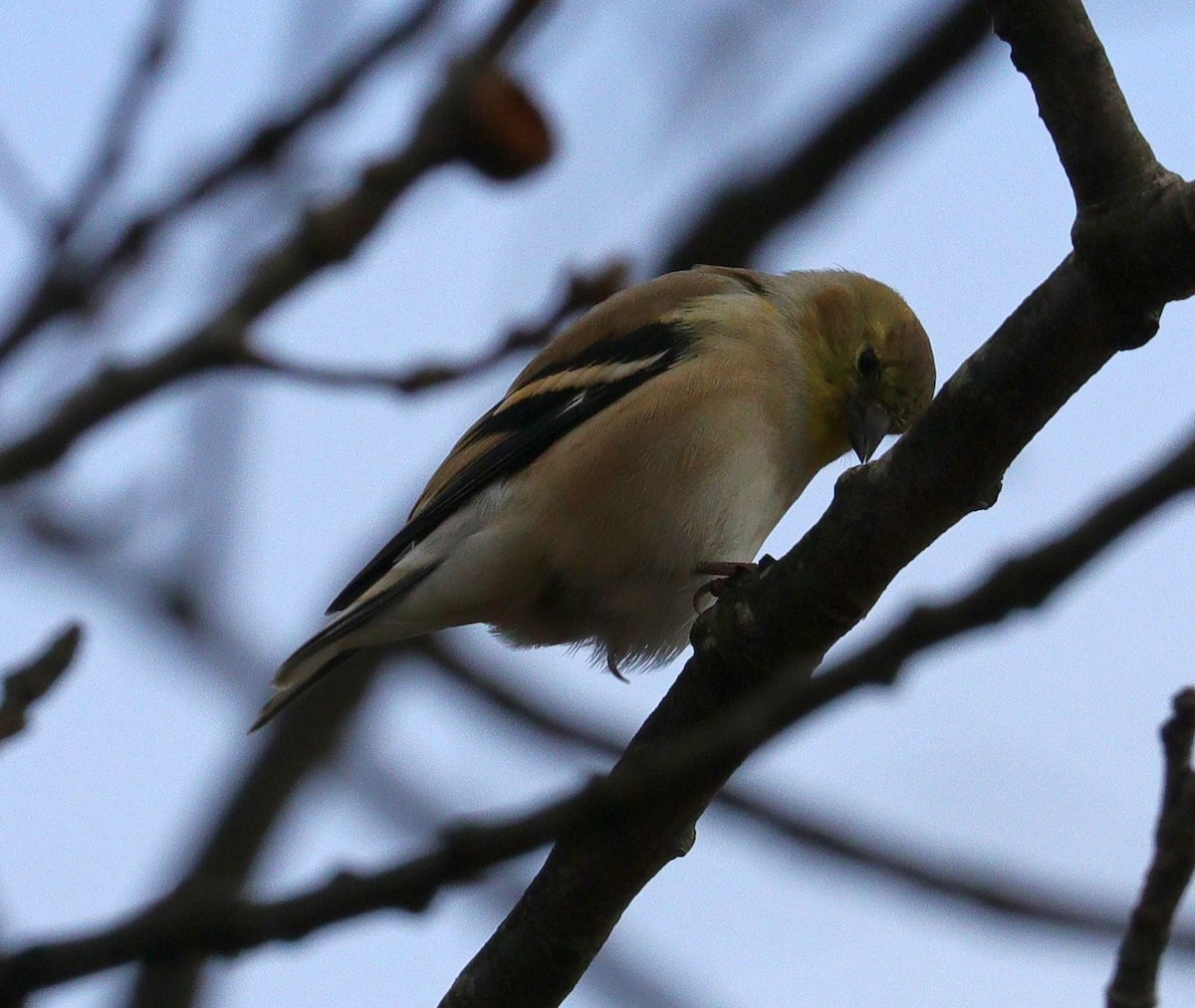 American Goldfinch - ML612084990