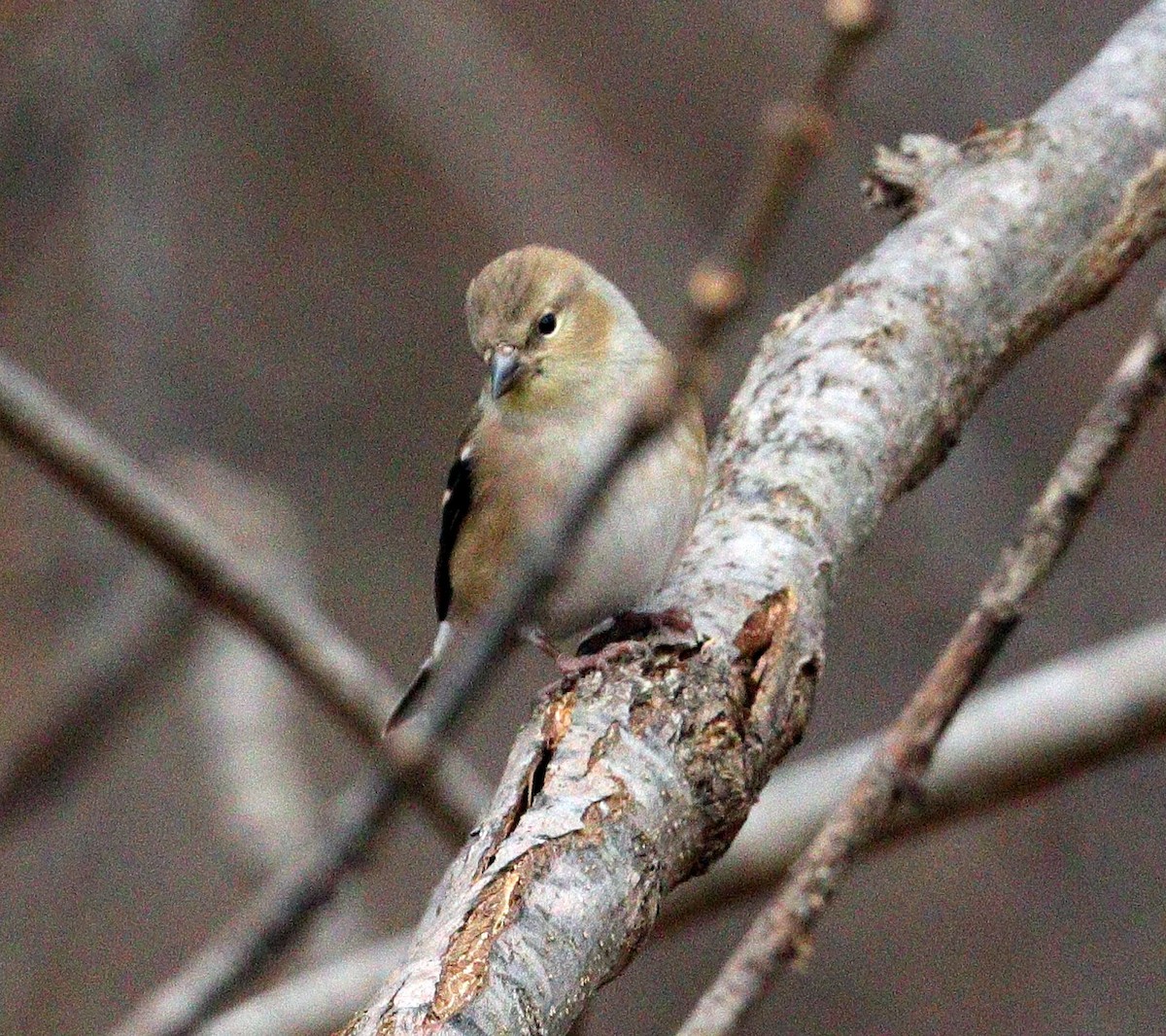 American Goldfinch - ML612084997