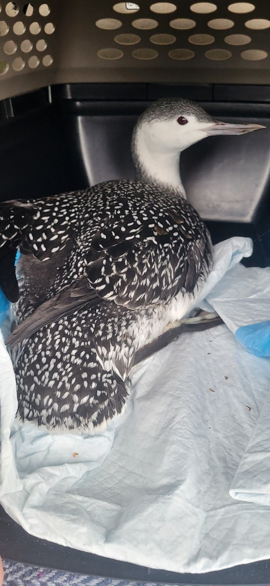 Red-throated Loon - ML612085000