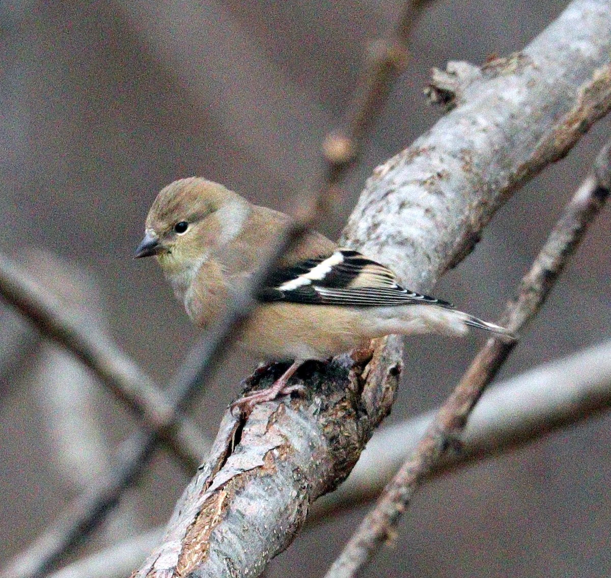 American Goldfinch - ML612085009