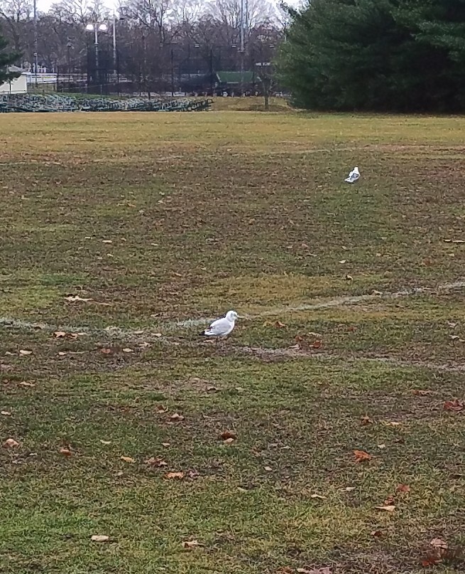 Black-headed Gull - ML612085024