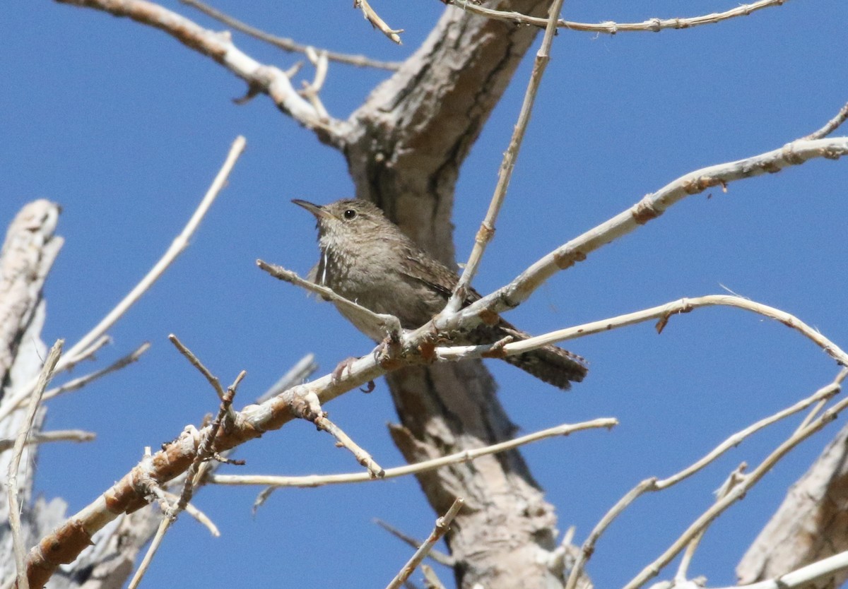 House Wren - ML612085044