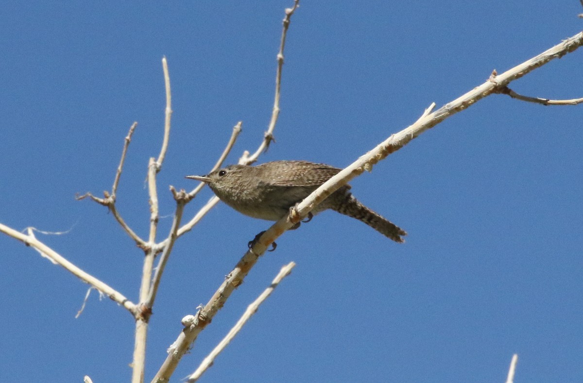 House Wren - ML612085048