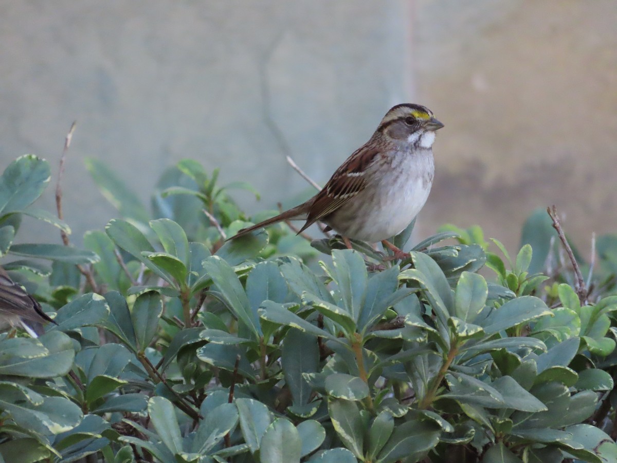 White-throated Sparrow - ML612085050