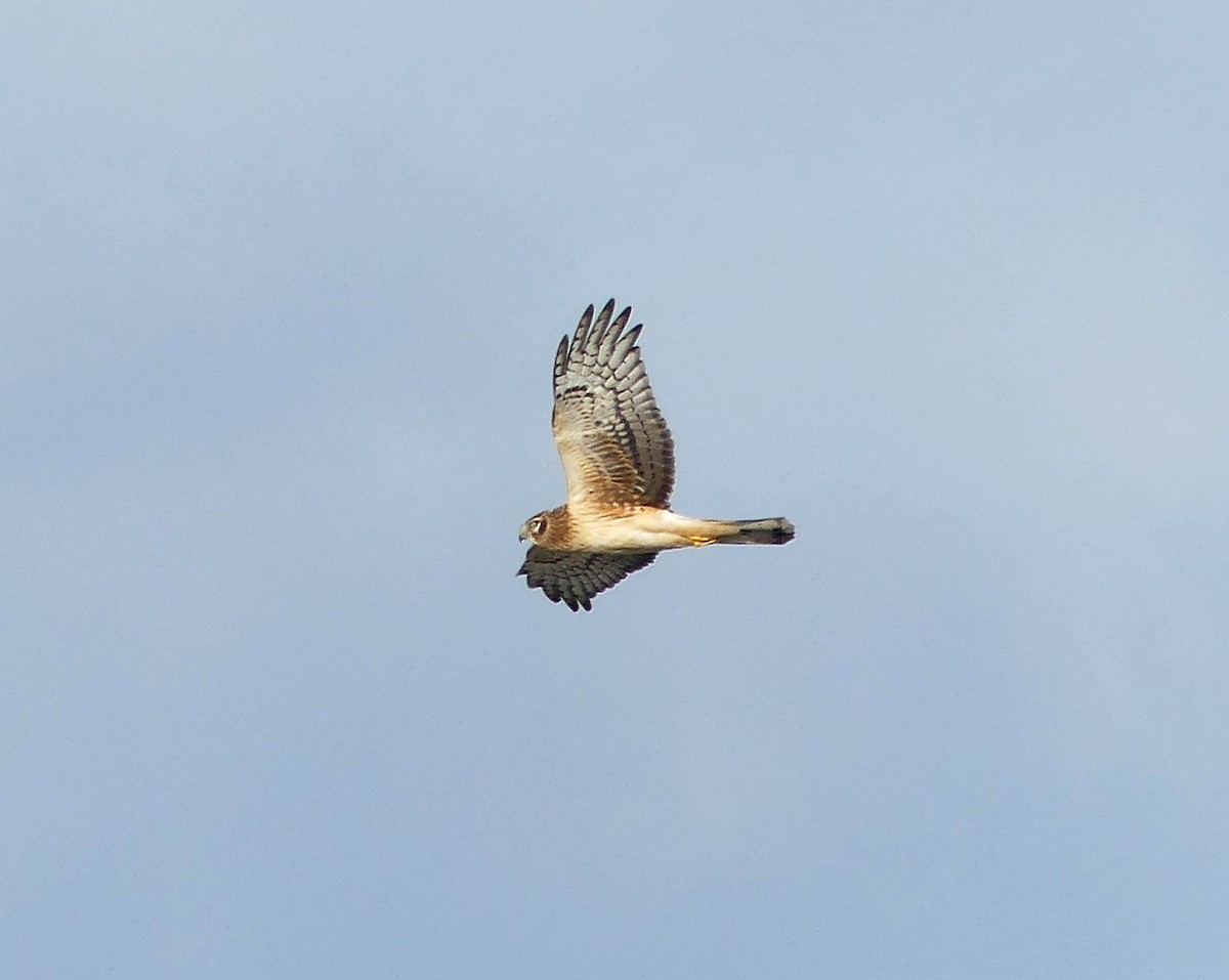 Northern Harrier - ML612085080