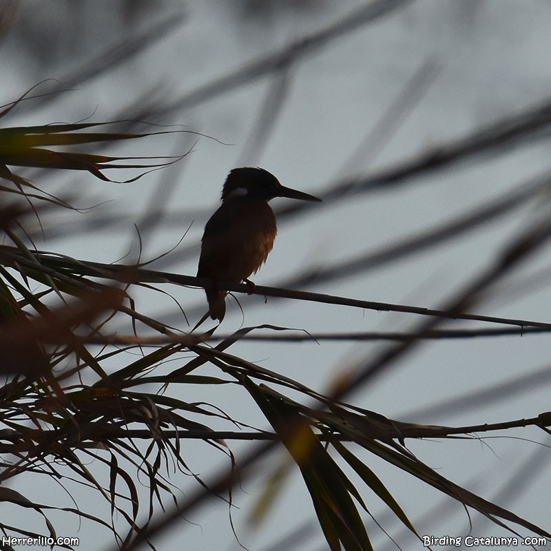 Common Kingfisher - ML612085084