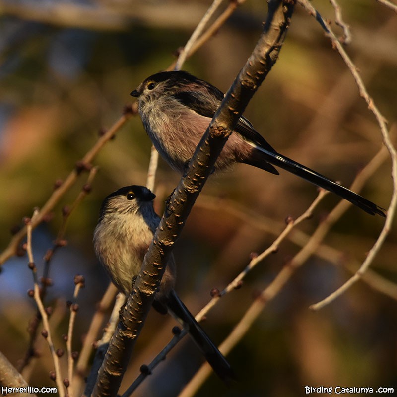 Long-tailed Tit - ML612085097