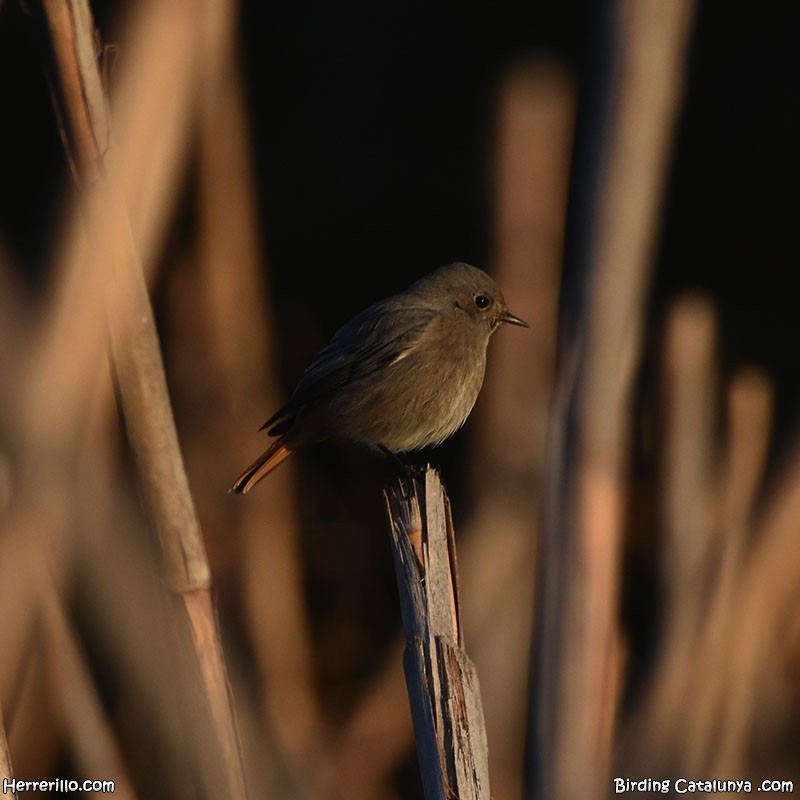 Black Redstart - ML612085103