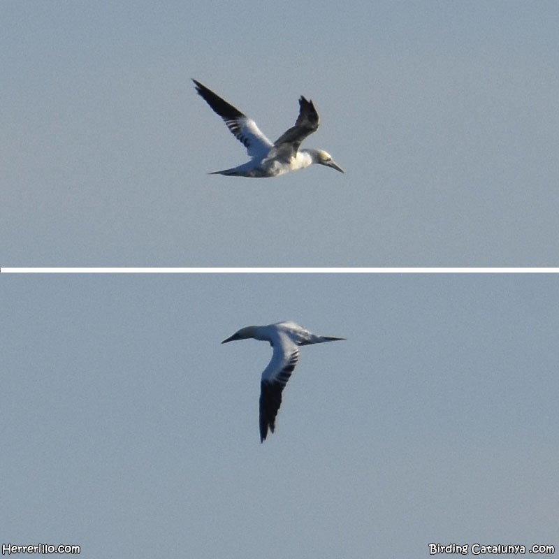 Northern Gannet - ML612085151