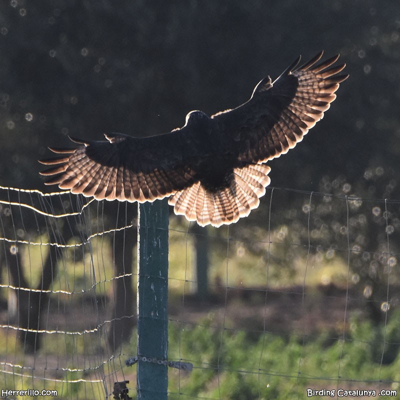 Common Buzzard - ML612085156