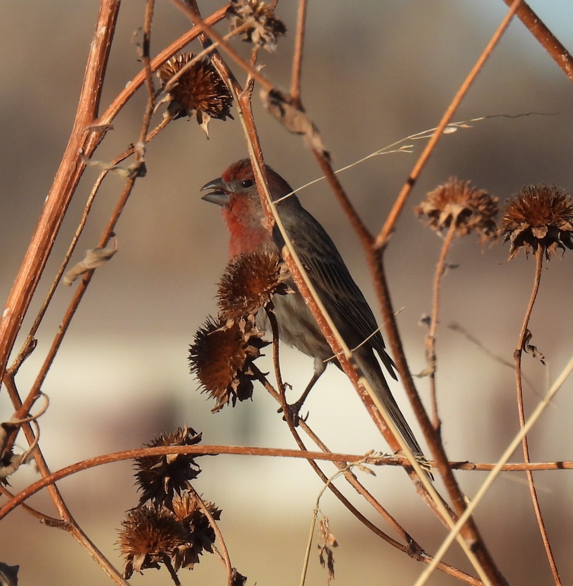 House Finch - ML612085184