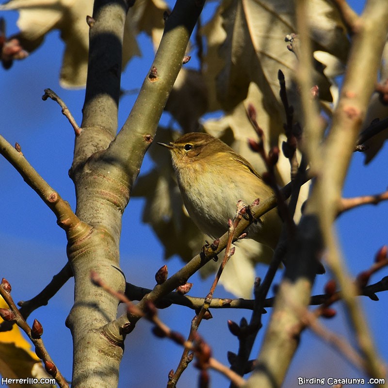 Common Chiffchaff - ML612085191