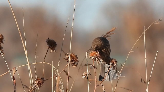 House Finch - ML612085197