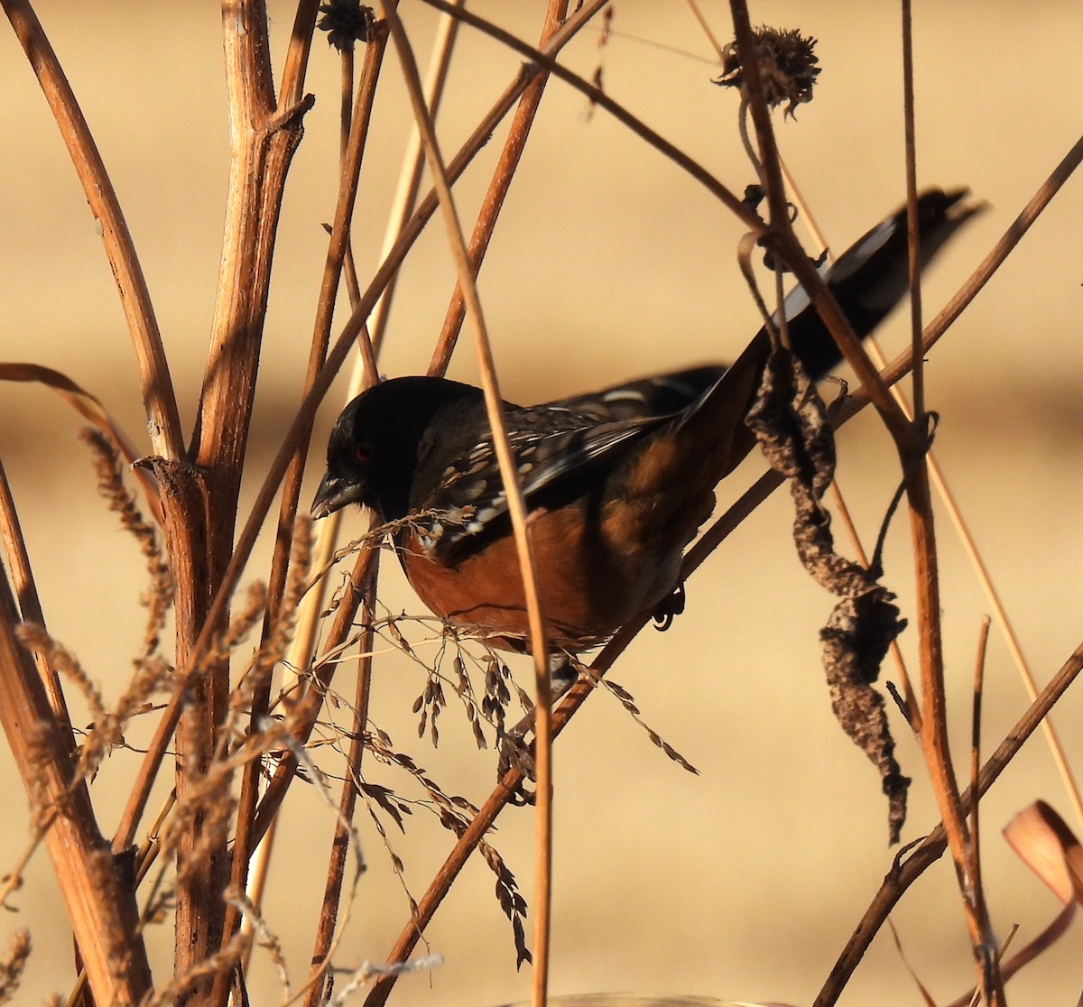 Spotted Towhee - Shelia Hargis