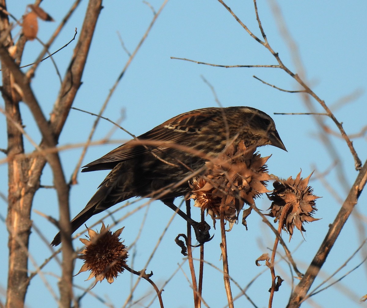 Red-winged Blackbird - Shelia Hargis