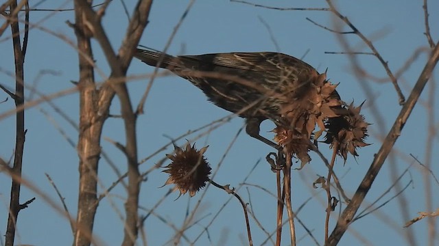 Red-winged Blackbird - ML612085226