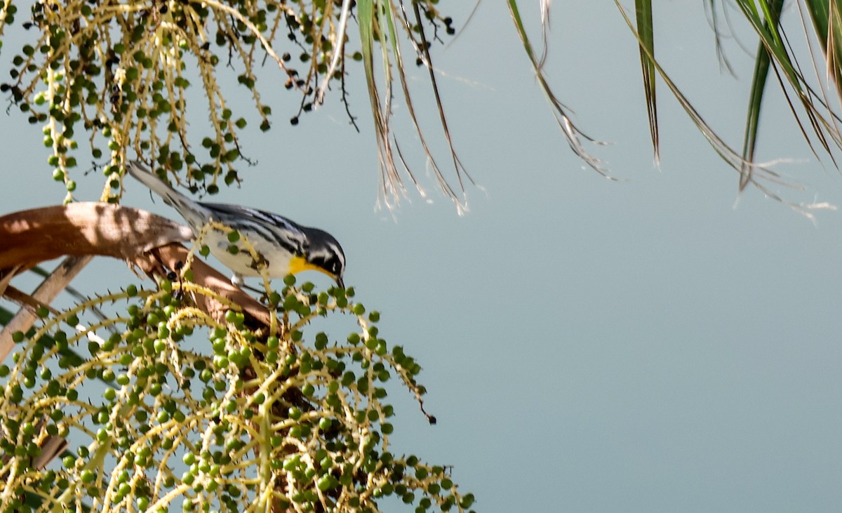 Yellow-throated Warbler - Tomasz Duda