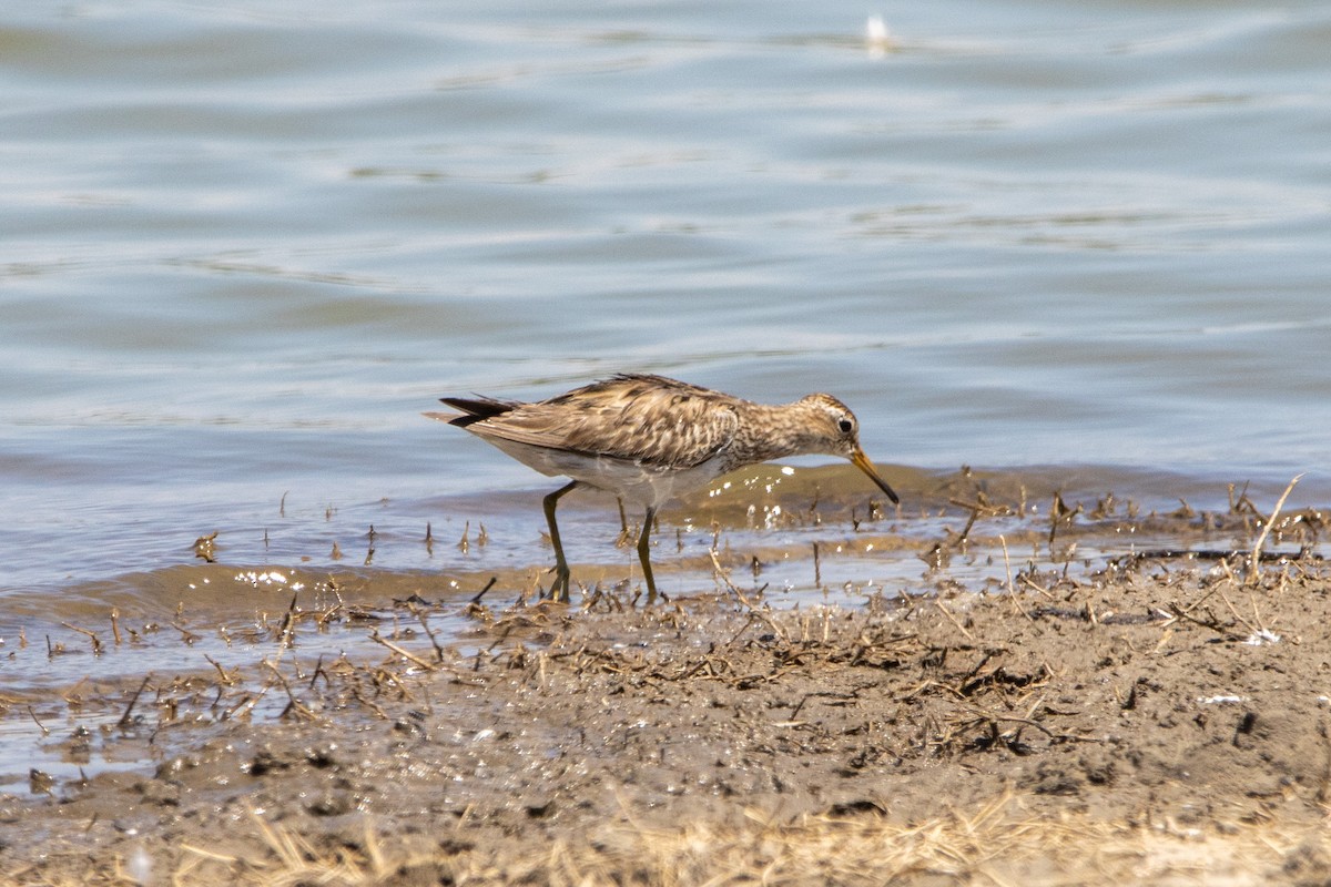 Pectoral Sandpiper - ML612085254