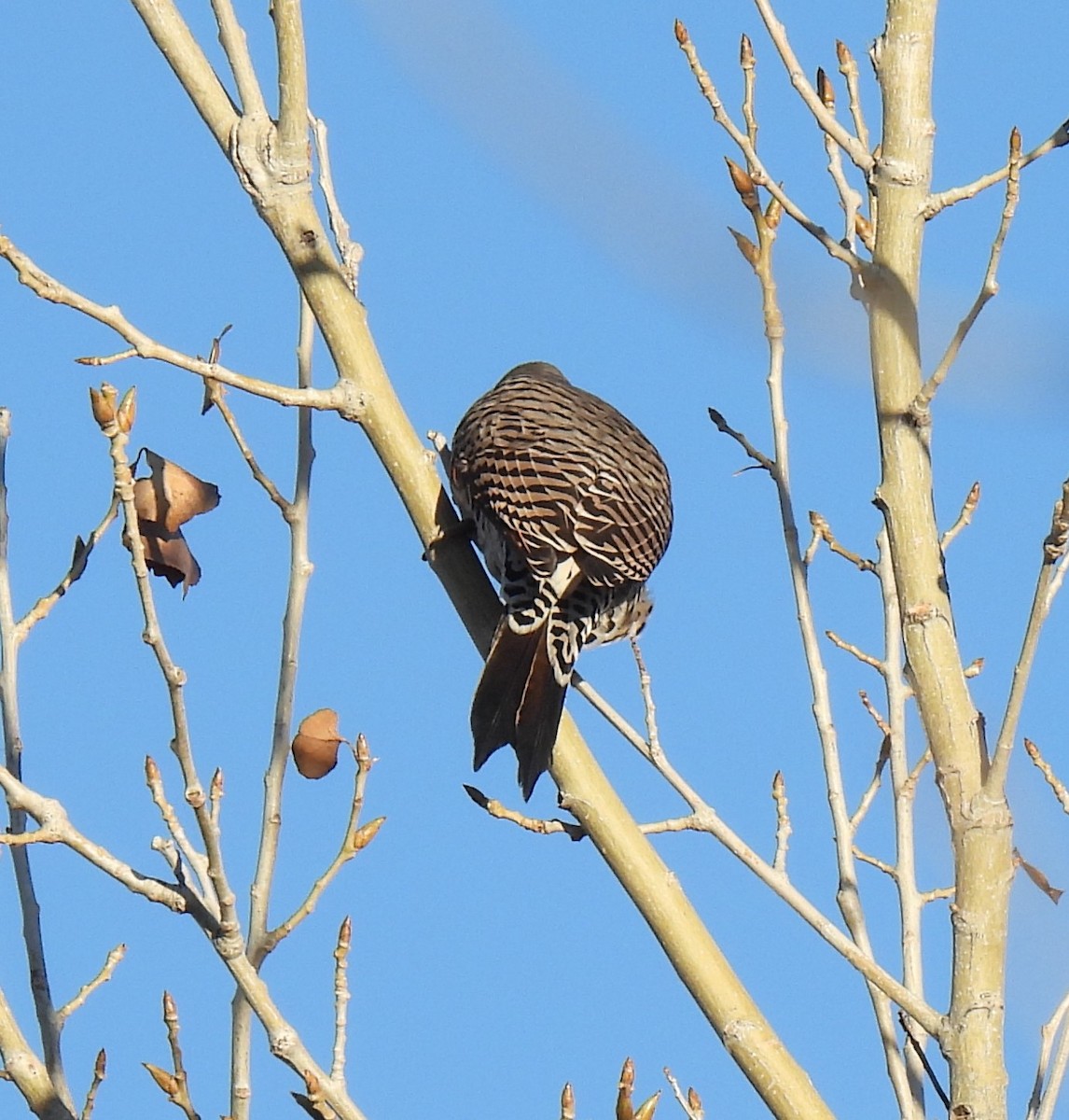 Northern Flicker (Red-shafted) - Shelia Hargis