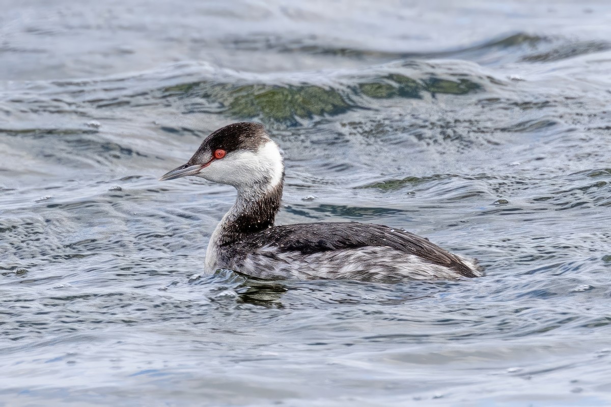 Horned Grebe - ML612085280