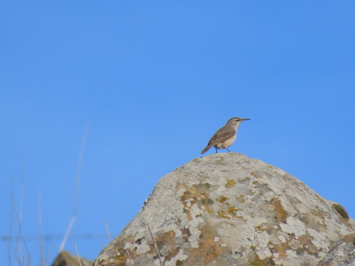 Rock Wren - Susan Stanton