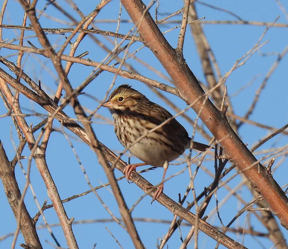 Savannah Sparrow - Shelia Hargis