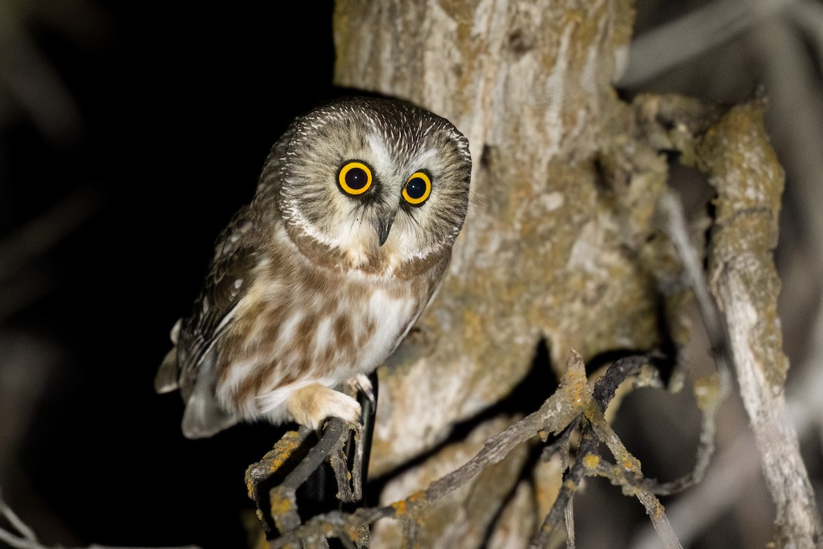 Northern Saw-whet Owl - Jeff Cooper