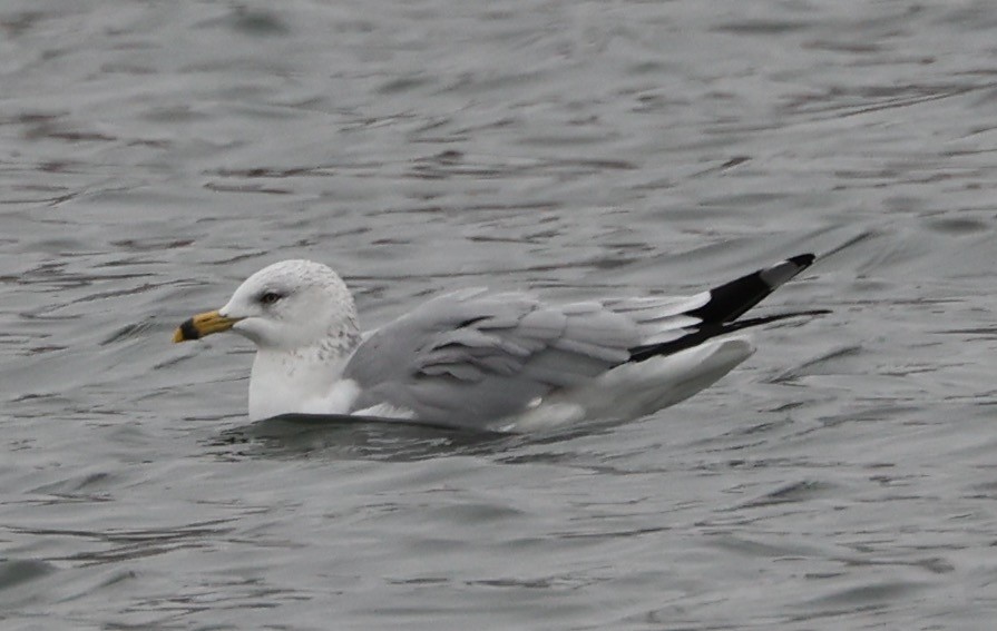 Ring-billed Gull - ML612085347