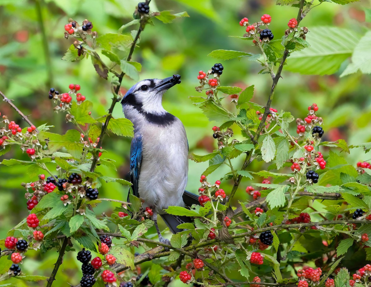 Blue Jay - ML612085376