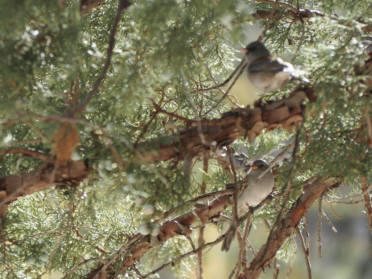 Black-chinned Sparrow - Maya Heubner