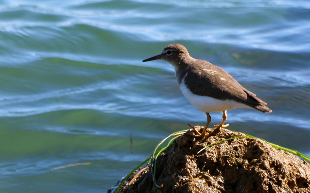 Spotted Sandpiper - Tomasz Duda